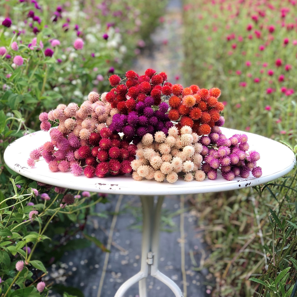 Harvesting and Preparing Gomphrena Flowers to be Dried 1818 Farms