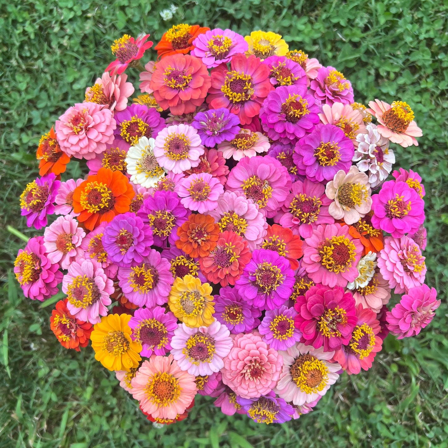 1818 Farms "Grow Your Own" Curated Cut Flower Garden Collection Flowers 1818 Farms