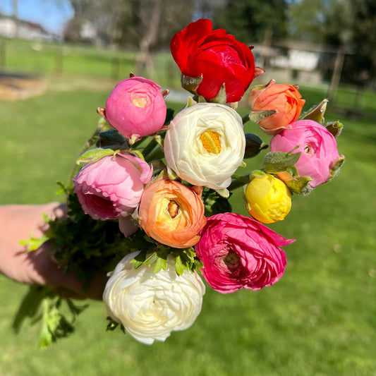 Easter Bundles - Anemones & Ranunculus - Pick Up Only Flowers 1818 Farms Ranunculus Huntsville - Friday March 29th 9am-2pm 