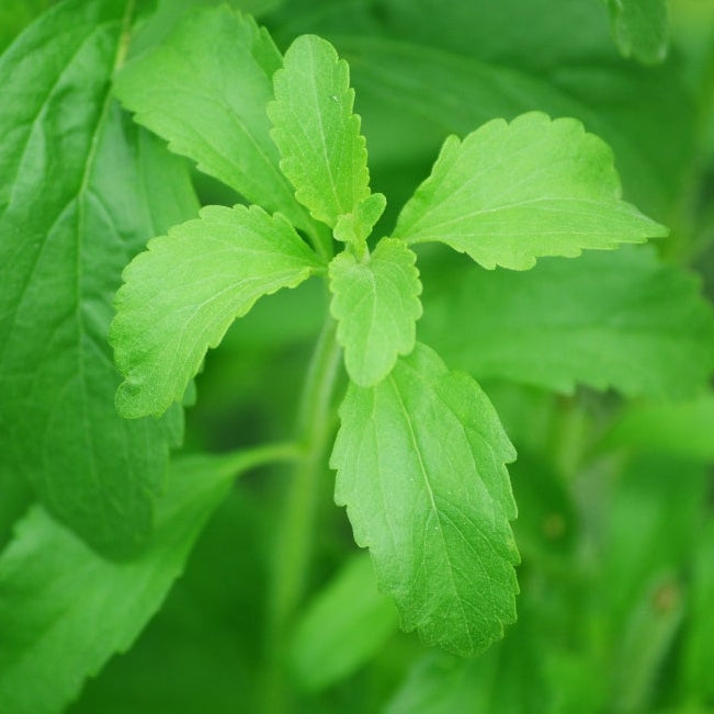 1818 Farms Herbal Liberty Tea Garden Plant Collection Flowers 1818 Farms