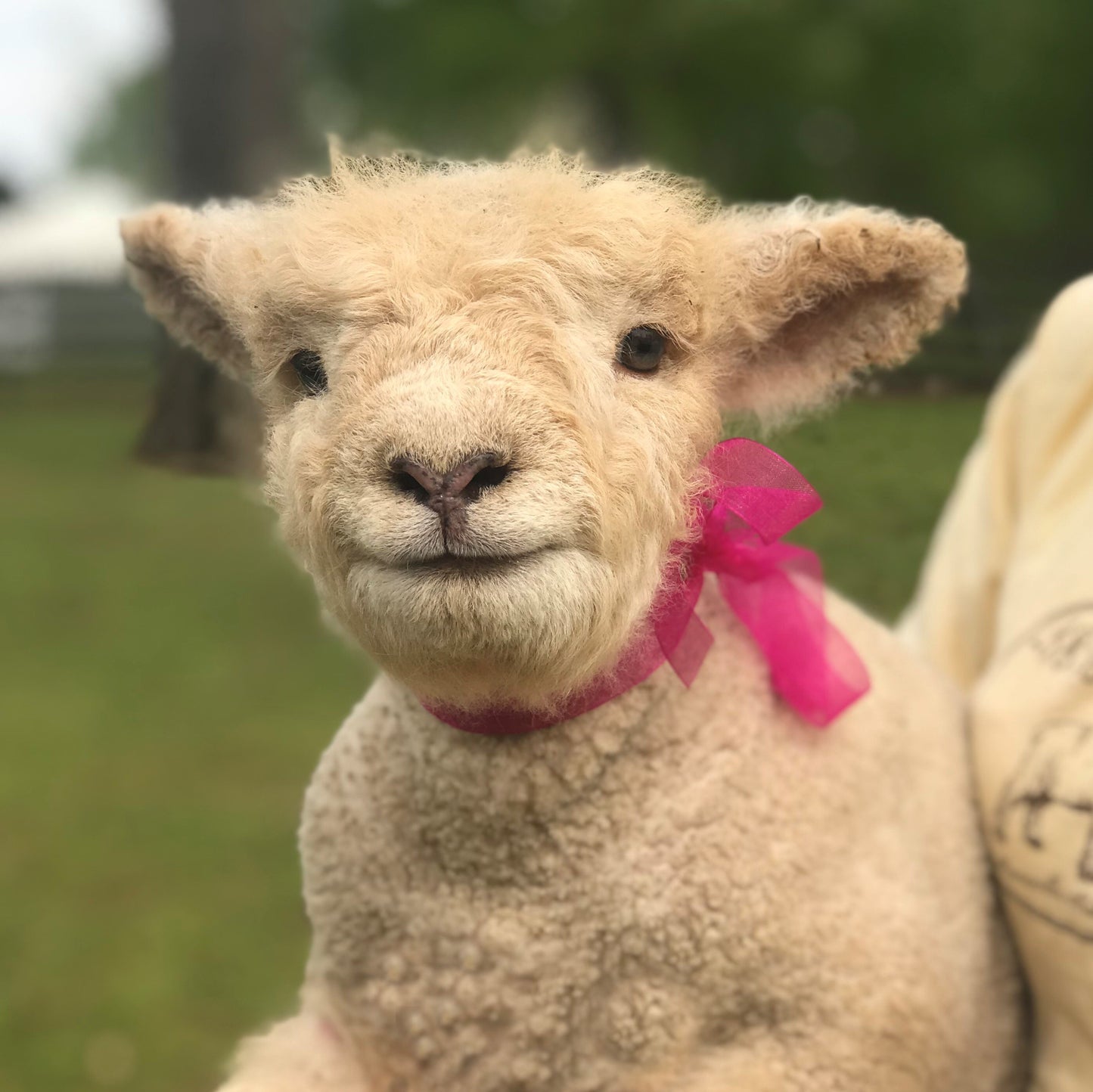 Custom Printed Canvas of Baby Girl Gift Basket 1818 Farms