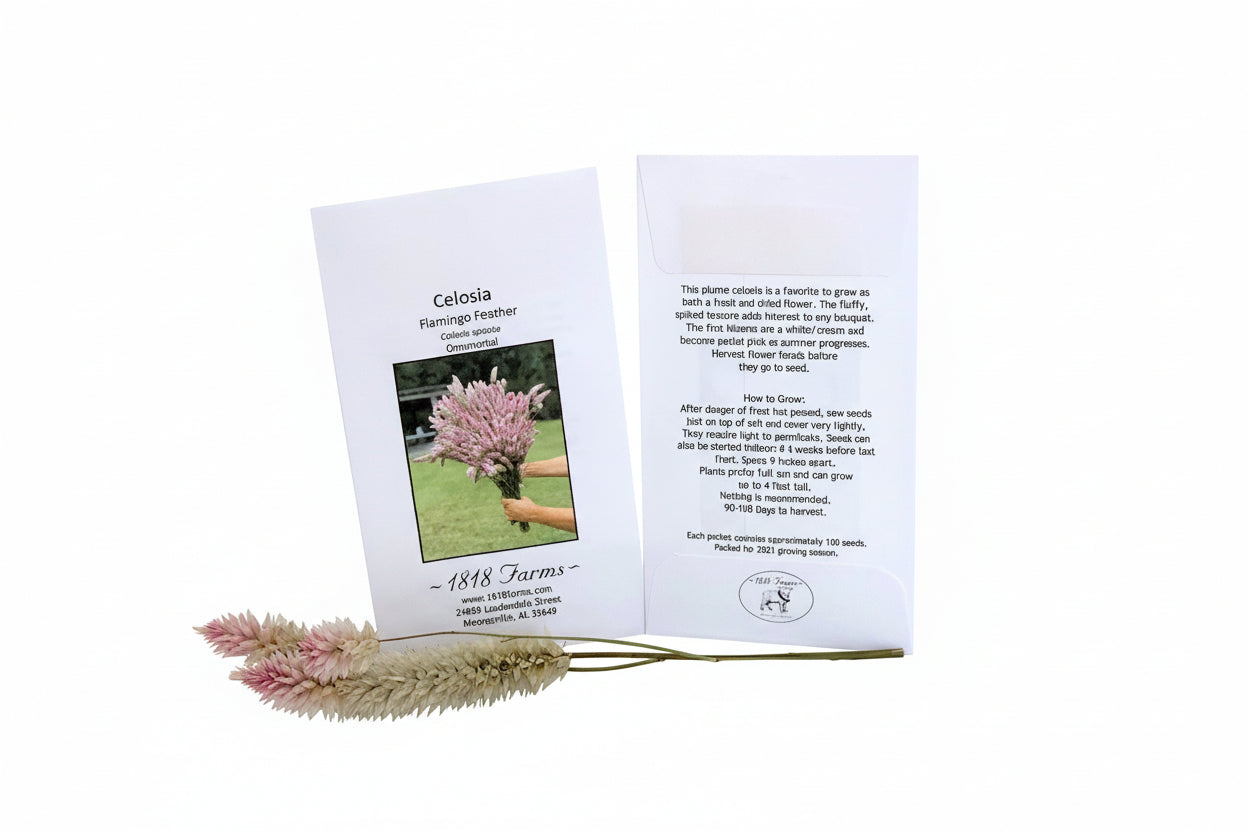 flamingo flower seeds Celosia Flamingo Feather Seeds from 1818 Farms