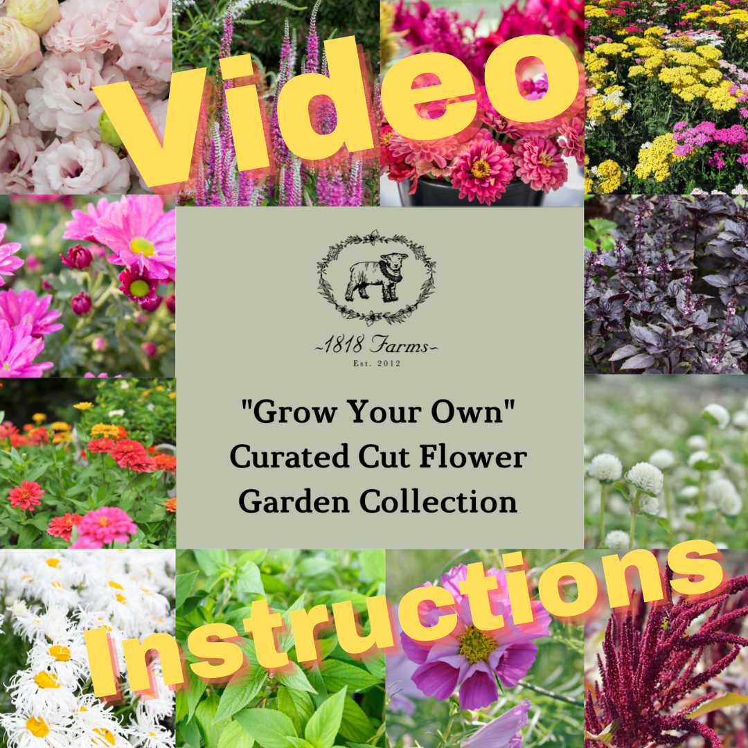At Home Video Tutorial For The 1818 Farms “Grow Your Own” Curated Cut Flower Garden Flowers 1818 Farms   
