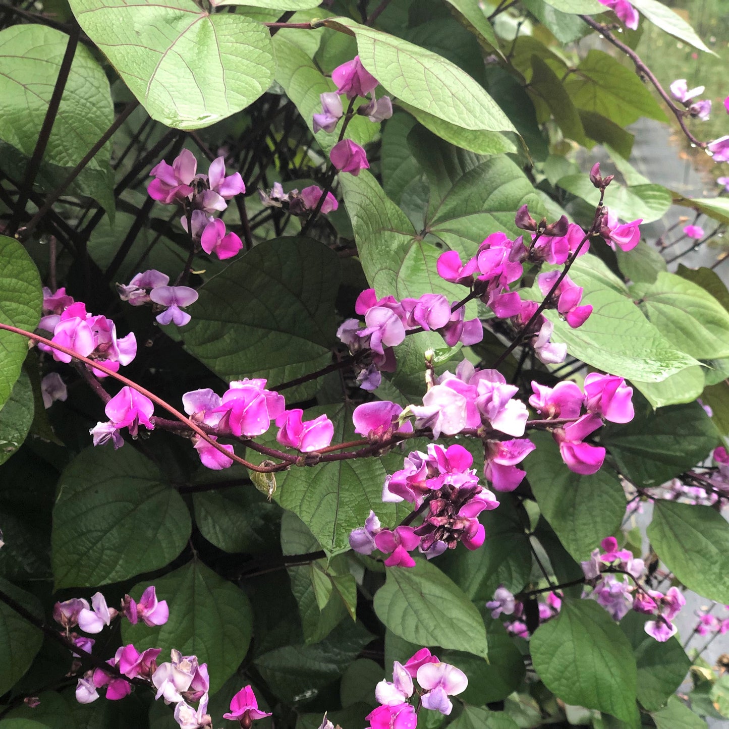 Hyacinth Bean Seeds Seeds 1818 Farms