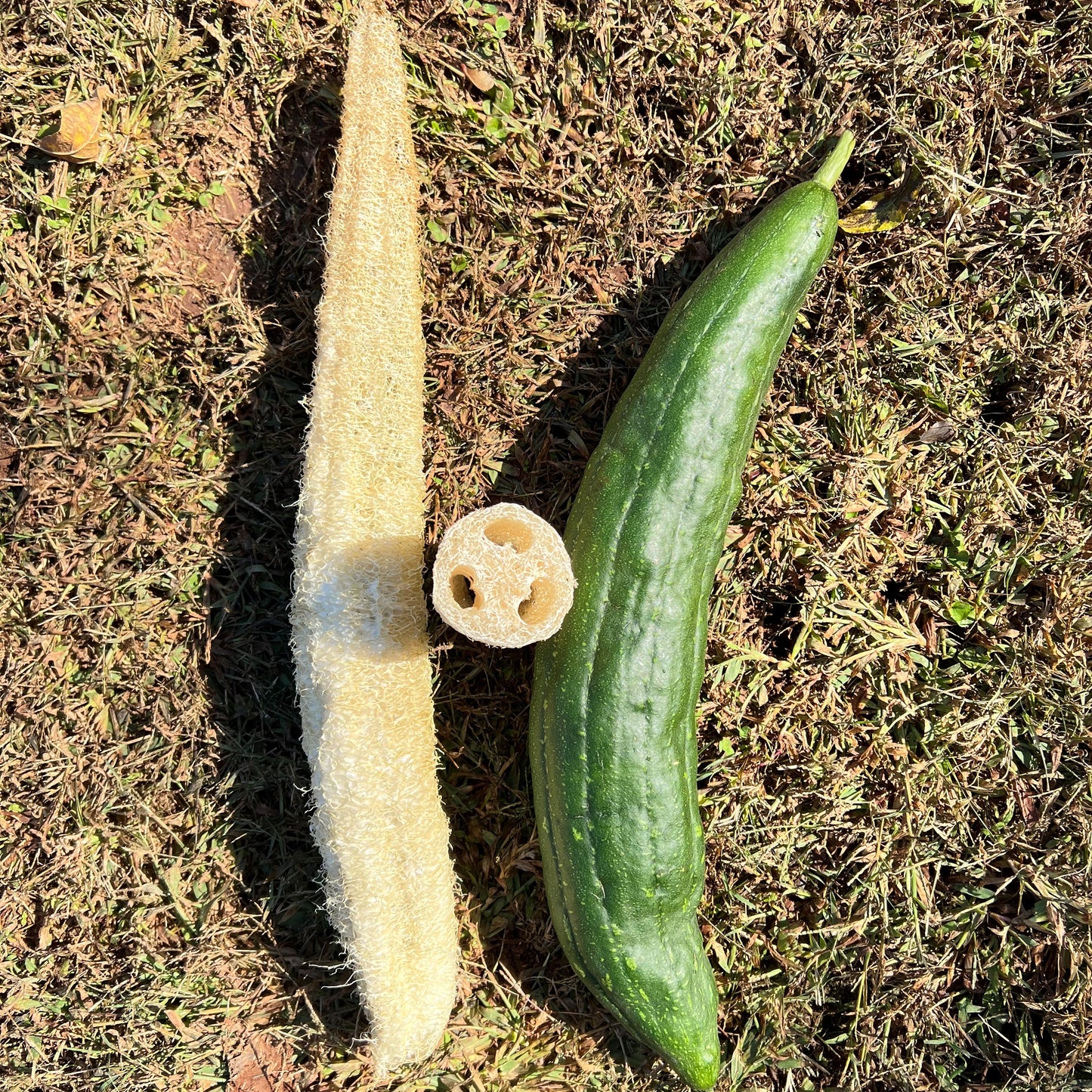 Luffa Gourd Seeds Seeds 1818 Farms