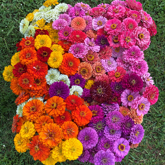 How to Successfully Harvest Zinnias
