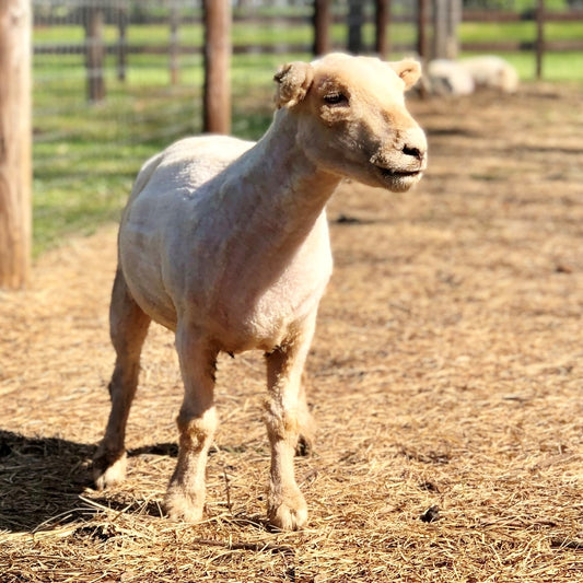 1818 Farms' 2021 Sheep Shearing