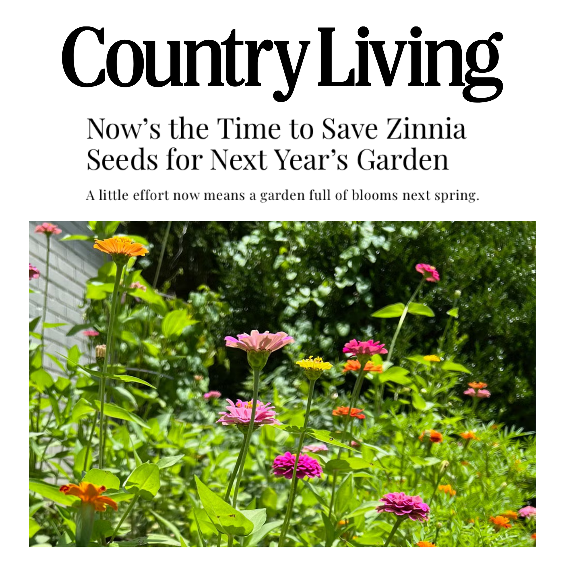 Now's the Time to Save Zinnia Seeds for Next Year's Garden  1818 Farms