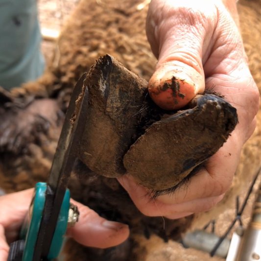 How to Trim Sheep Hooves
