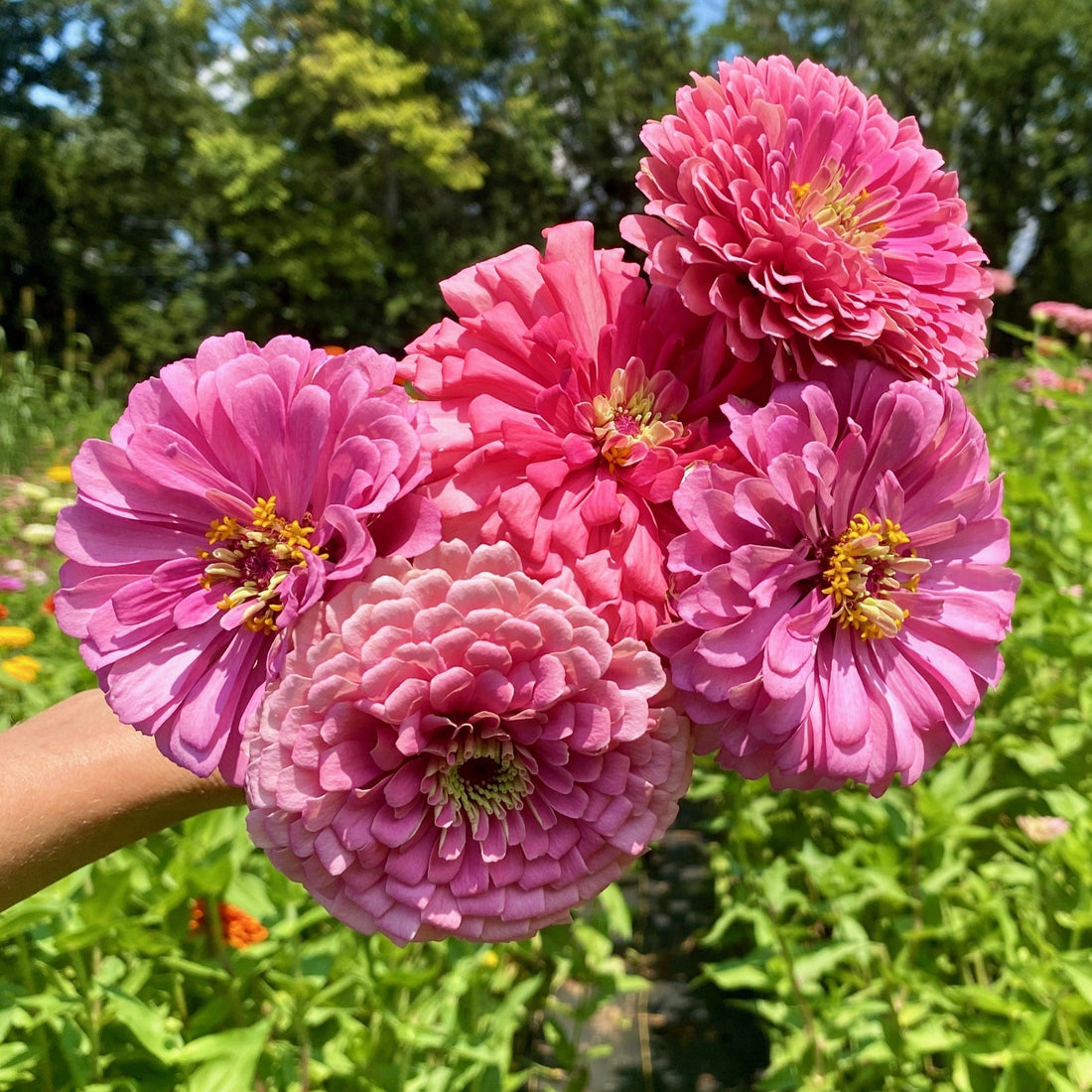 How to Save Zinnia Seeds So You Never Have to Buy Them Again