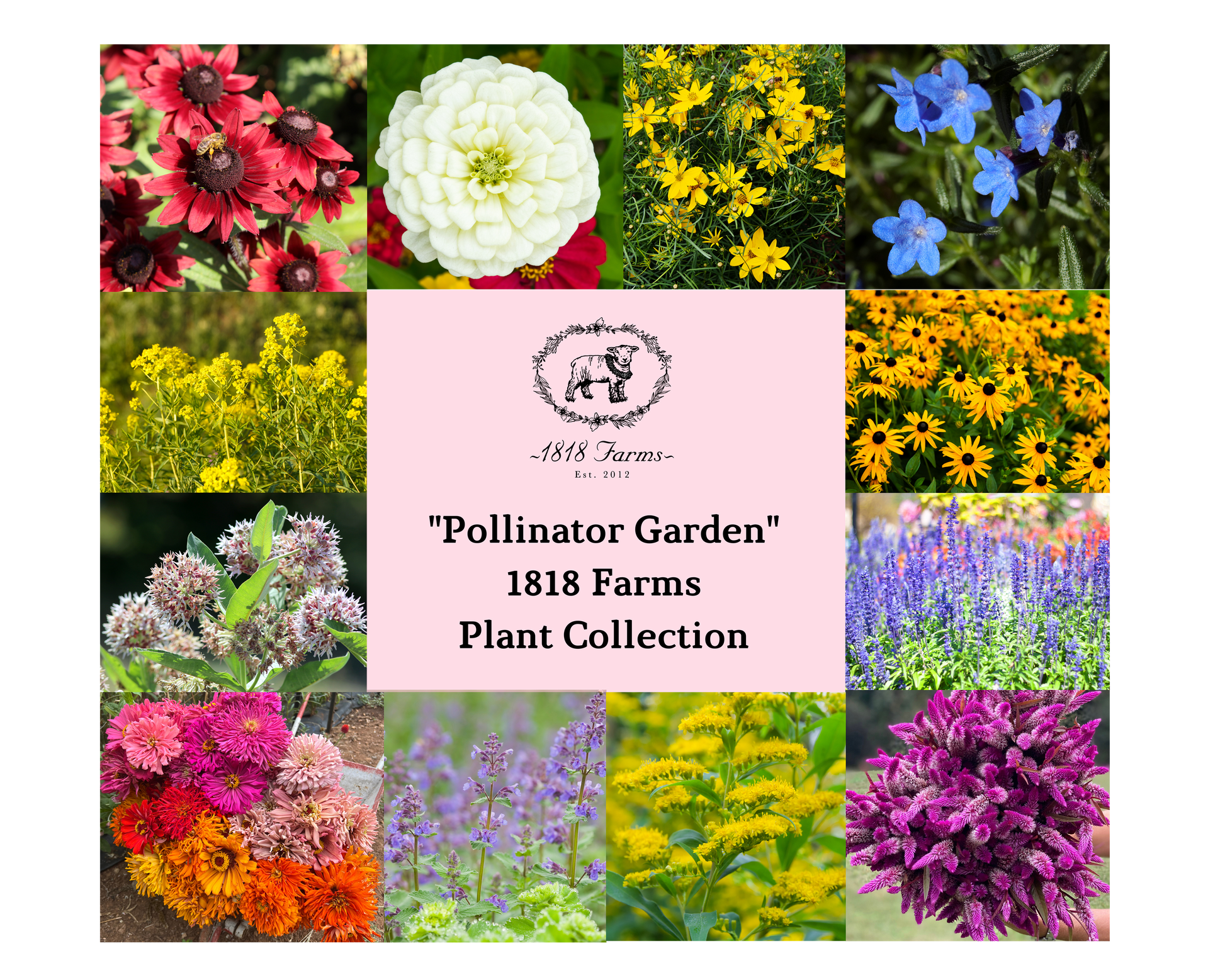 1818 Farms Pollinator Garden Plant Collection Flowers 1818 Farms