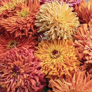 1818 Farms Specialty Zinnia Six Pack Flowers 1818 Farms