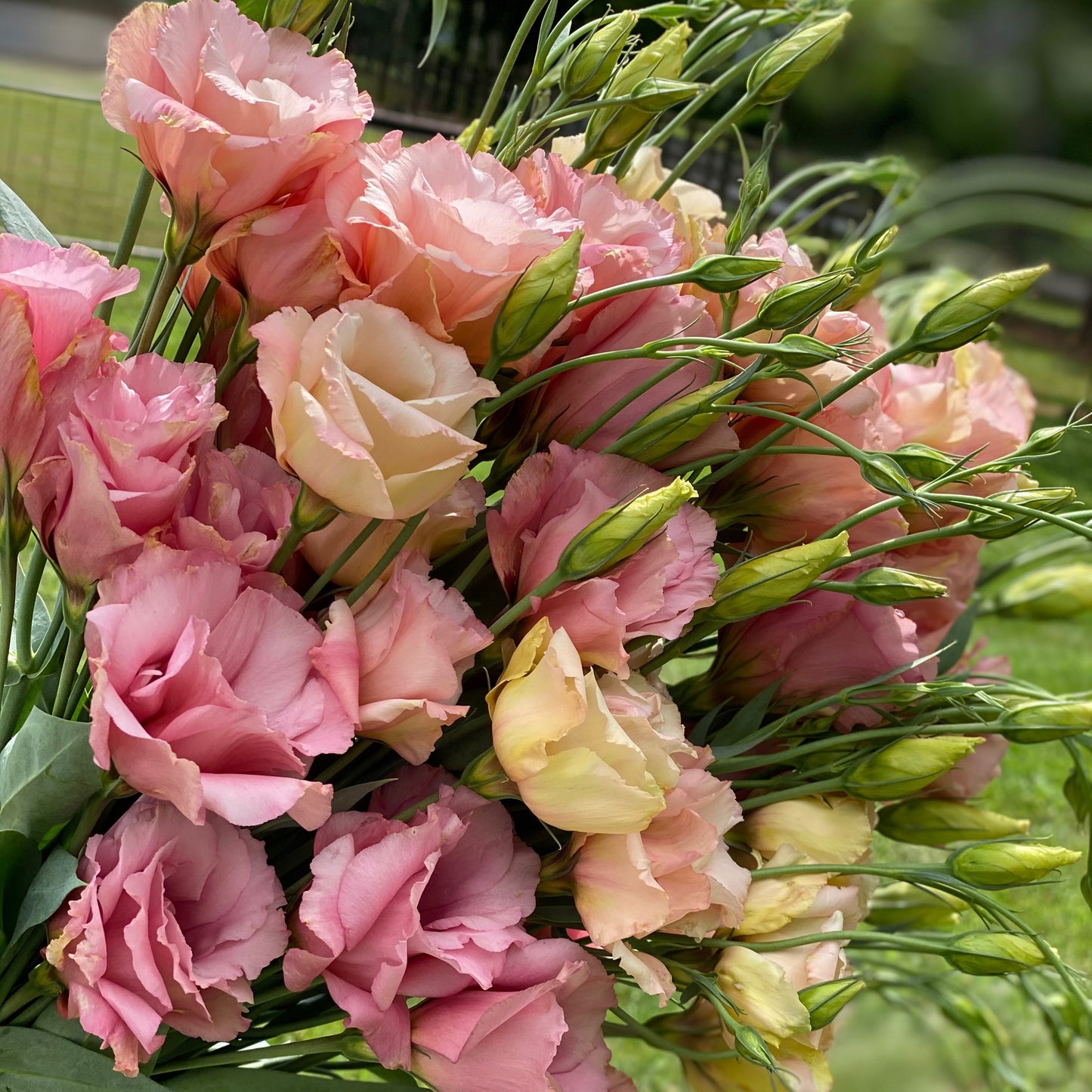 1818 Farms "Grow Your Own" Curated Cut Flower Garden Collection