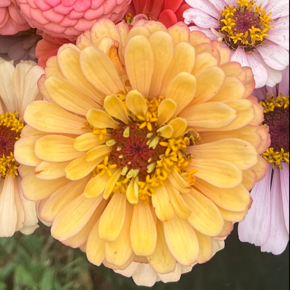 1818 Farms Specialty Zinnia Six Pack Flowers 1818 Farms