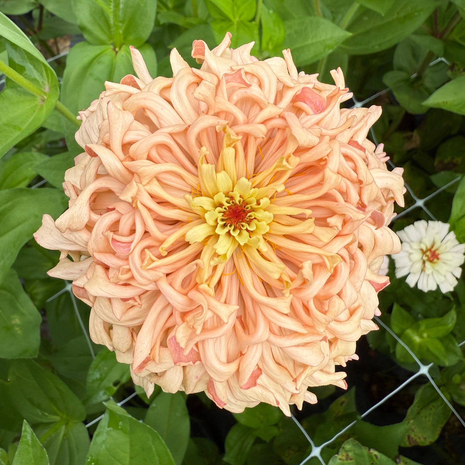 1818 Farms Specialty Zinnia Six Pack Flowers 1818 Farms