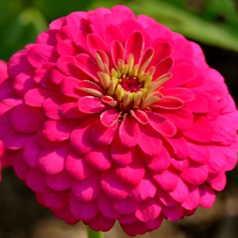 1818 Farms "Grow Your Own" Curated Cut Flower Garden Collection Flowers 1818 Farms