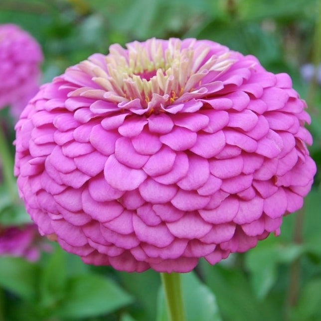 1818 Farms "Grow Your Own" Curated Cut Flower Garden Collection Flowers 1818 Farms