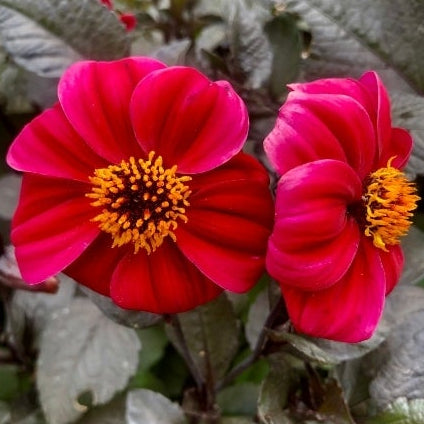 1818 Farms Patriot Garden Plant Collection Flowers 1818 Farms