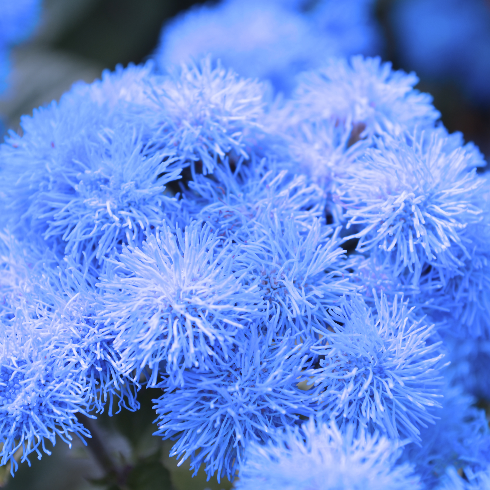 1818 Farms "Grow Your Own" Curated Cut Flower Garden Collection Flowers 1818 Farms