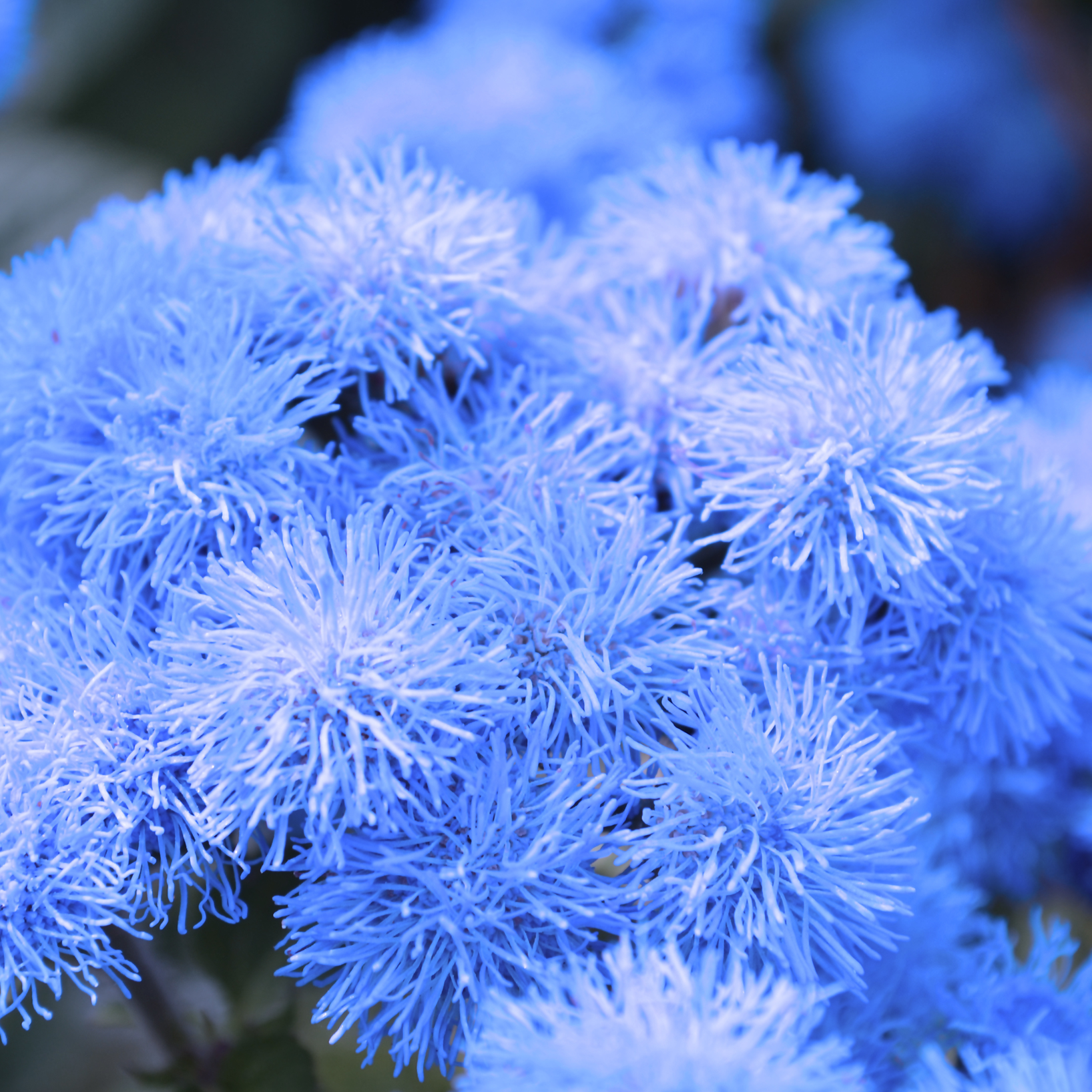 1818 Farms Patriot Garden Plant Collection Flowers 1818 Farms