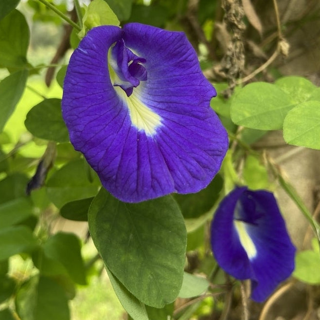 1818 Farms Herbal Liberty Tea Garden Plant Collection Flowers 1818 Farms