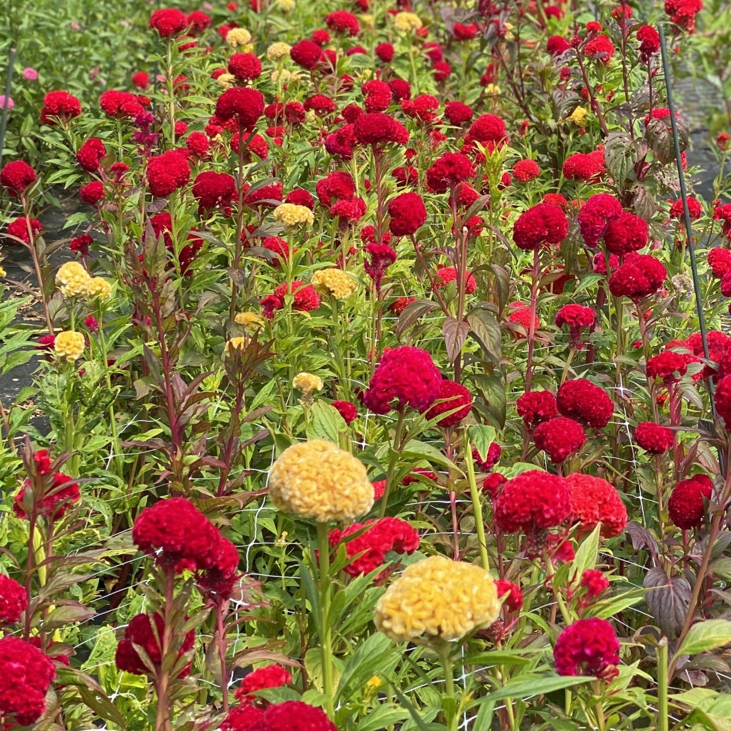 celosia seed planting Chief Celosia Seeds