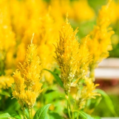 1818 Farms "Grow Your Own" Curated Cut Flower Garden Collection Flowers 1818 Farms