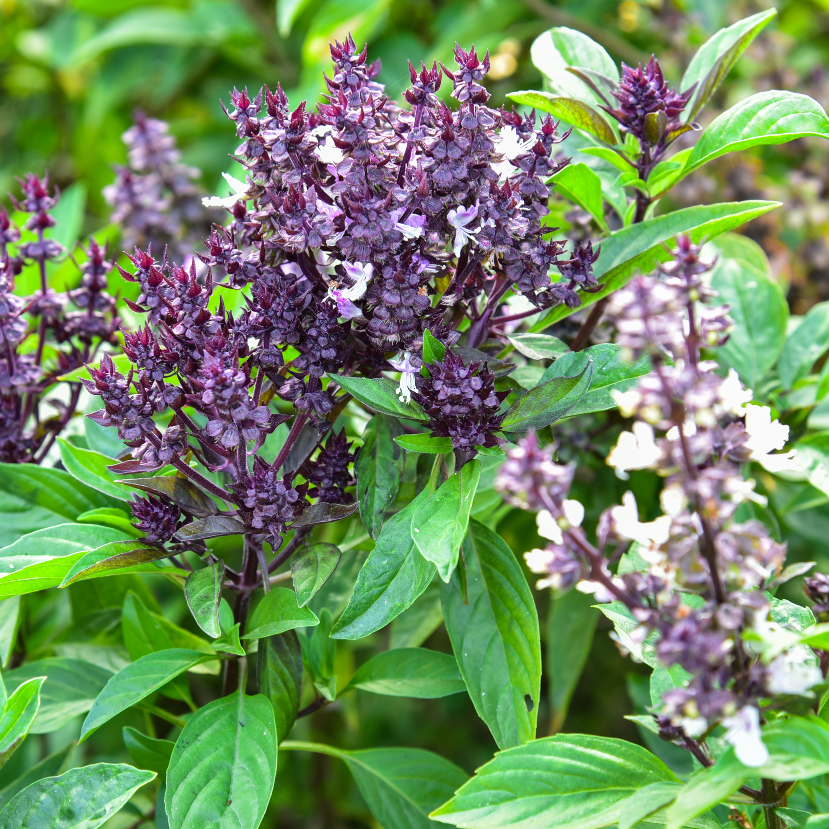 1818 Farms "Grow Your Own" Curated Cut Flower Garden Collection Flowers 1818 Farms