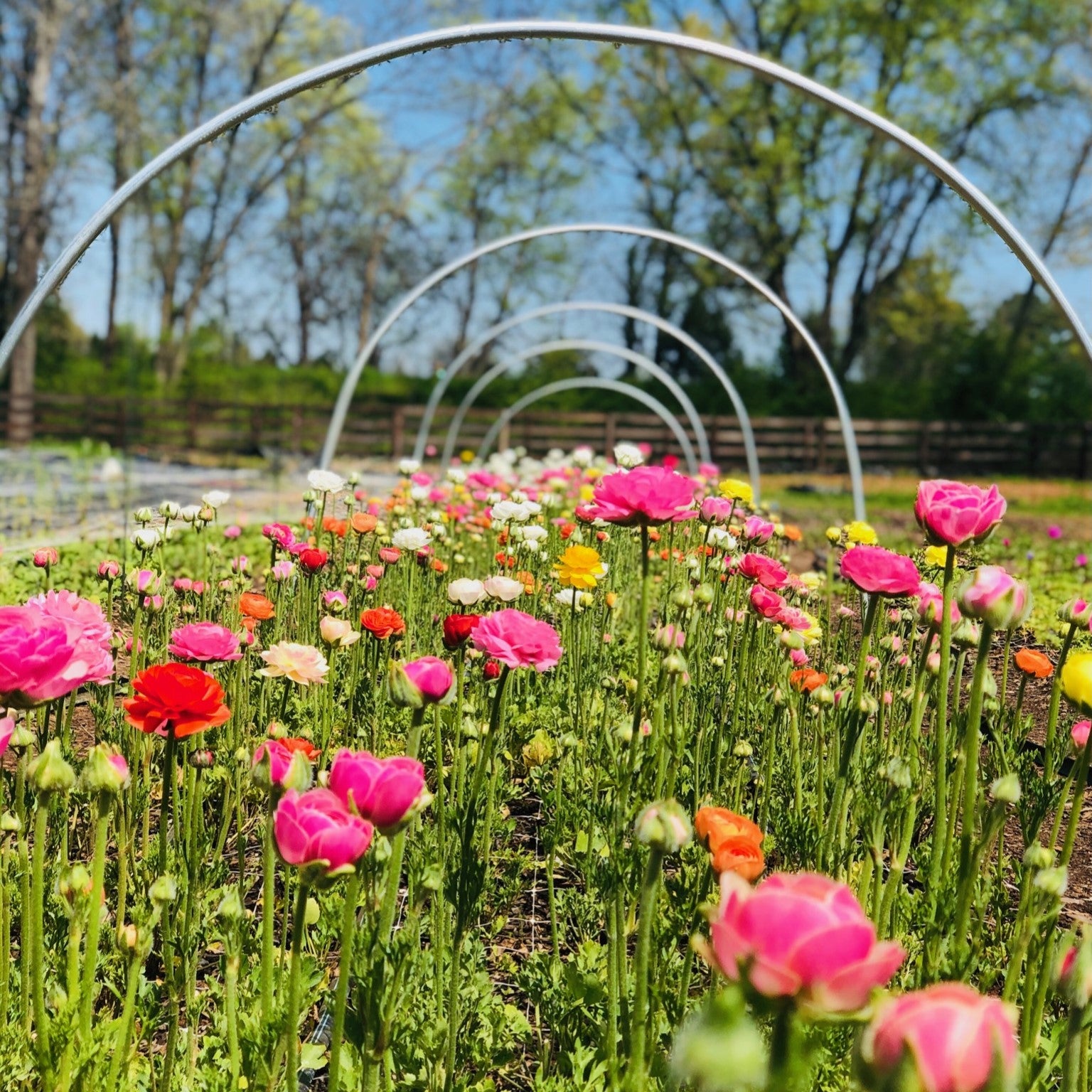 Amandine Pink Ranunculus Corms Flowers 1818 Farms   