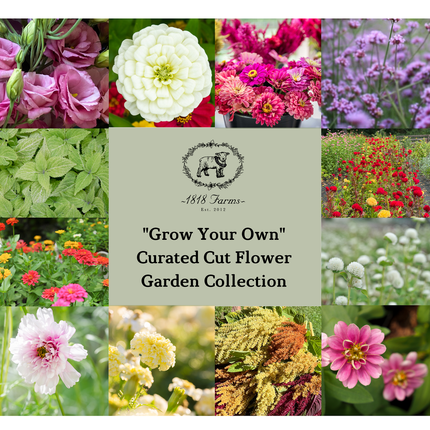 1818 Farms "Grow Your Own" Curated Cut Flower Garden Collection Flowers 1818 Farms   