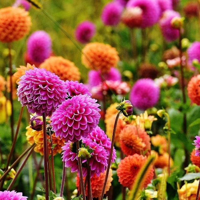 Dahlia_PomPom.jpg?v=1768858071