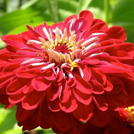 1818 Farms Patriot Garden Plant Collection Flowers 1818 Farms