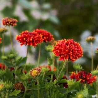 1818 Farms Patriot Garden Plant Collection Flowers 1818 Farms