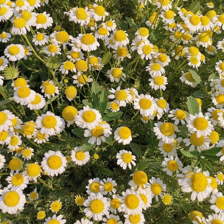 1818 Farms Herbal Liberty Tea Garden Plant Collection Flowers 1818 Farms