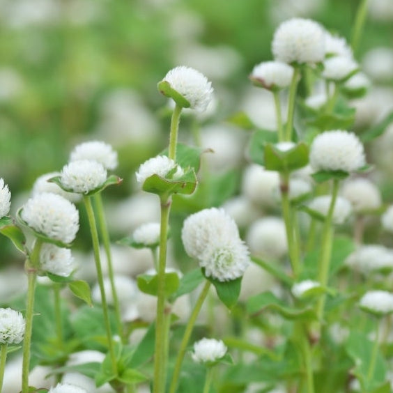 1818 Farms Patriot Garden Plant Collection Flowers 1818 Farms