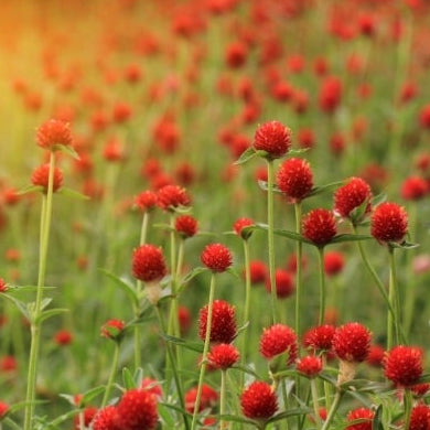 1818 Farms Patriot Garden Plant Collection Flowers 1818 Farms