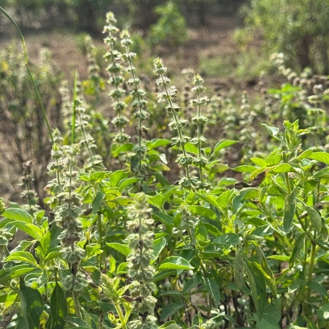 1818 Farms Herbal Liberty Tea Garden Plant Collection Flowers 1818 Farms