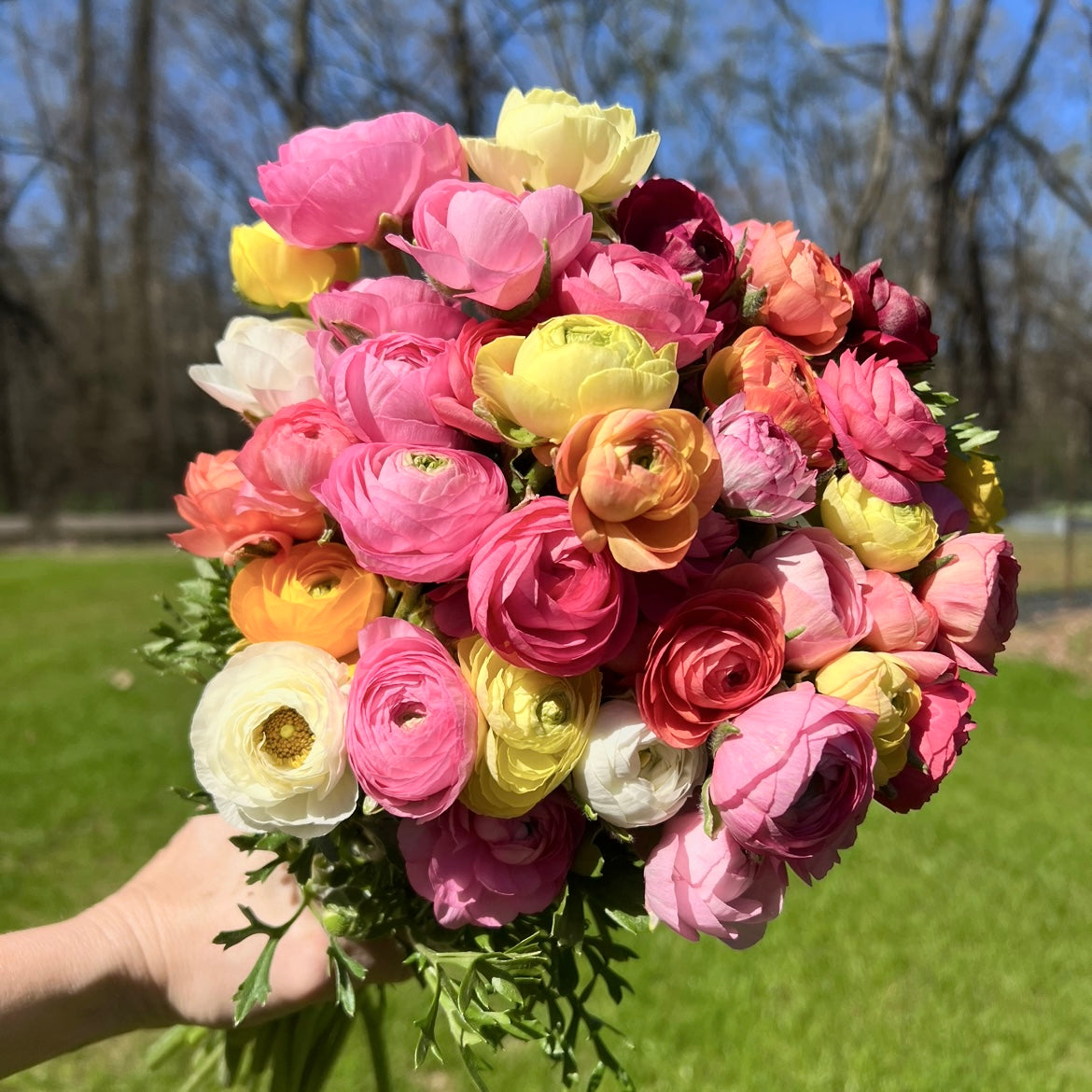 Amandine Pastel Mix Ranunculus Corms Flowers 1818 Farms   