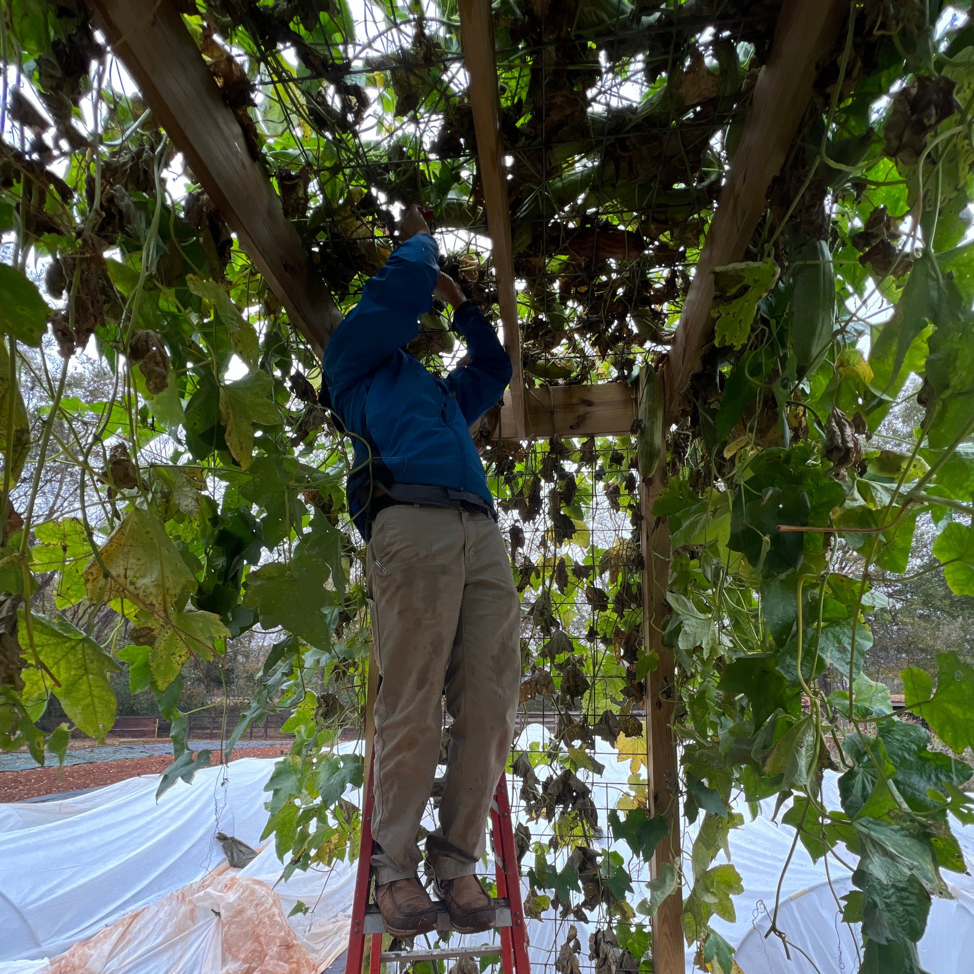 Summer Open Farm & Luffa Day! - June 20th Classes & Events 1818 Farms
