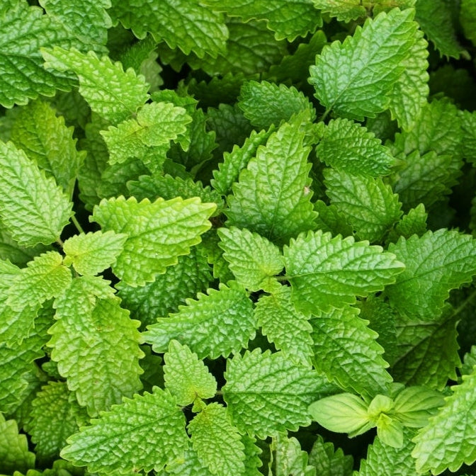 1818 Farms Herbal Liberty Tea Garden Plant Collection Flowers 1818 Farms