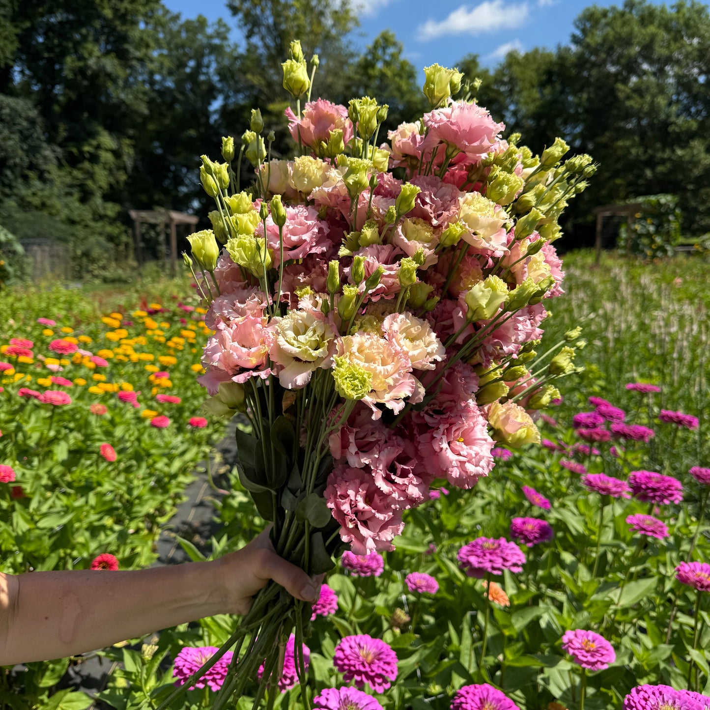 1818 Farms "Grow Your Own" Curated Cut Flower Garden Collection Flowers 1818 Farms