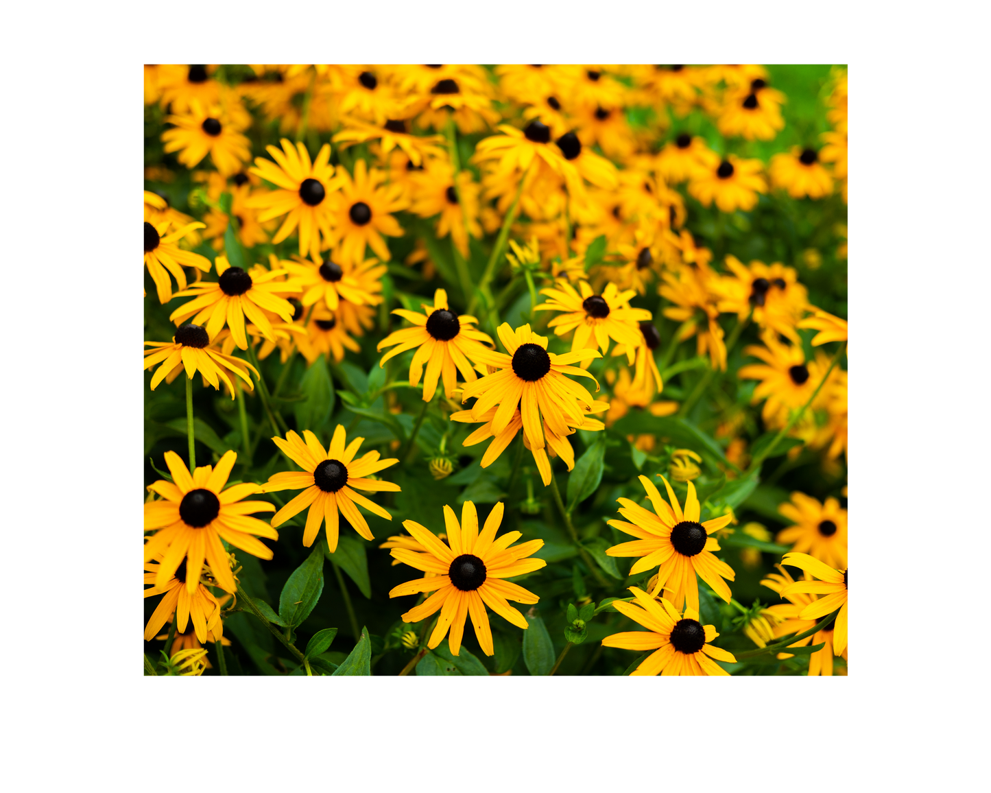 1818 Farms Pollinator Garden Plant Collection
