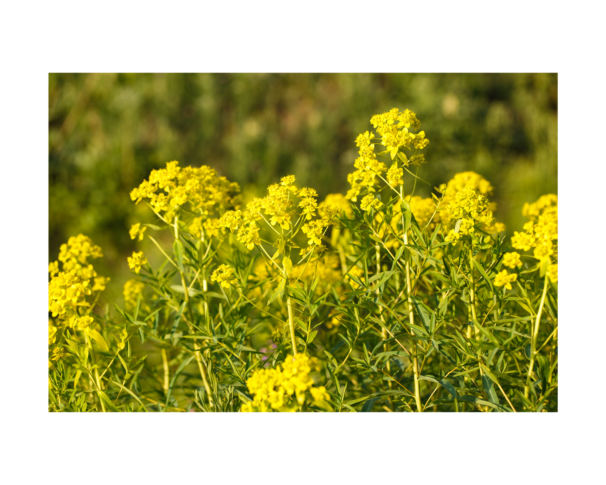 1818 Farms Pollinator Garden Plant Collection Flowers 1818 Farms