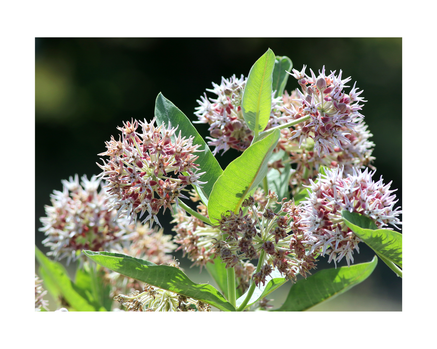 1818 Farms Pollinator Garden Plant Collection Flowers 1818 Farms