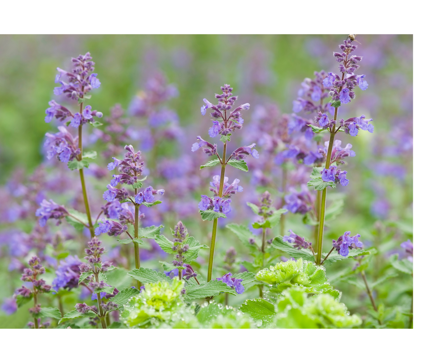 1818 Farms Pollinator Garden Plant Collection Flowers 1818 Farms