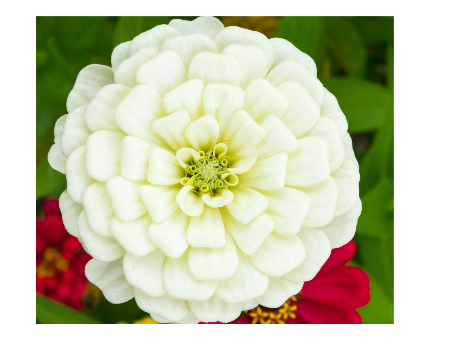 1818 Farms Pollinator Garden Plant Collection