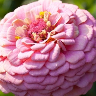 1818 Farms Grow Your Own Cut Flower Garden