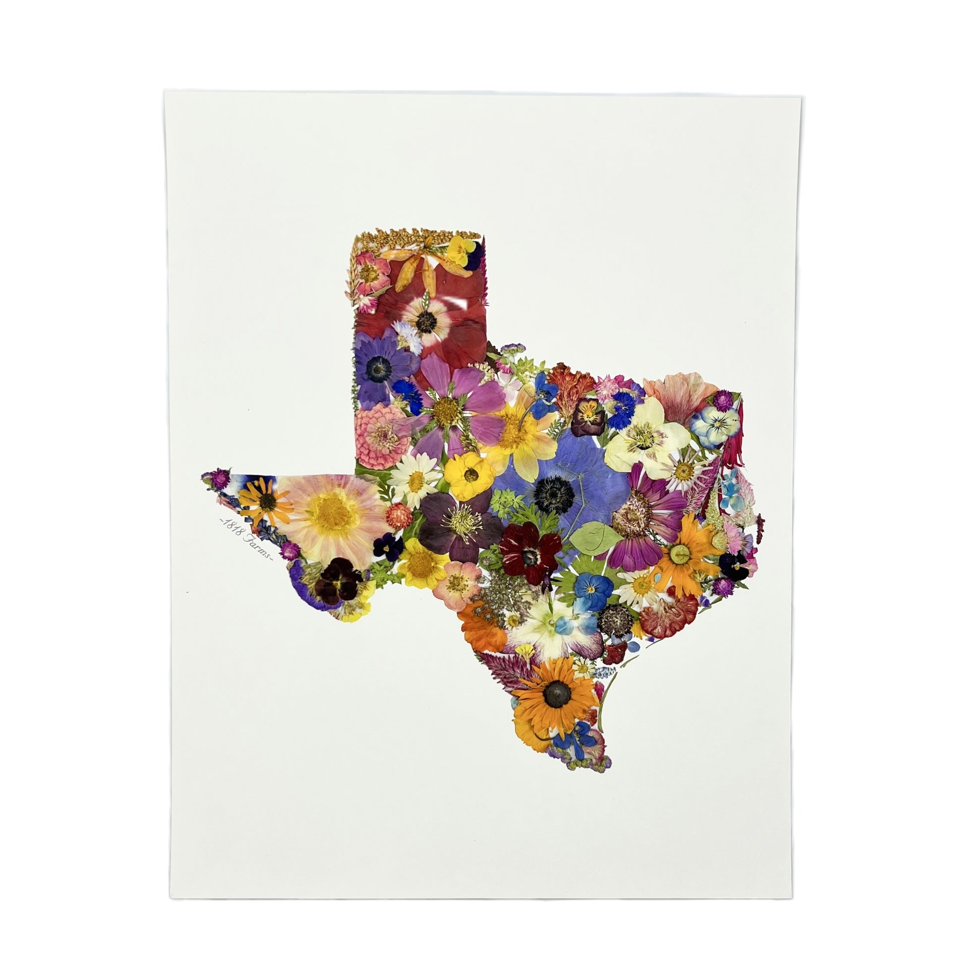 State Themed Giclée Print Featuring Dried, Pressed Flowers - "Where I Bloom" Collection Giclee Art Print 1818 Farms 11"x14" Texas 