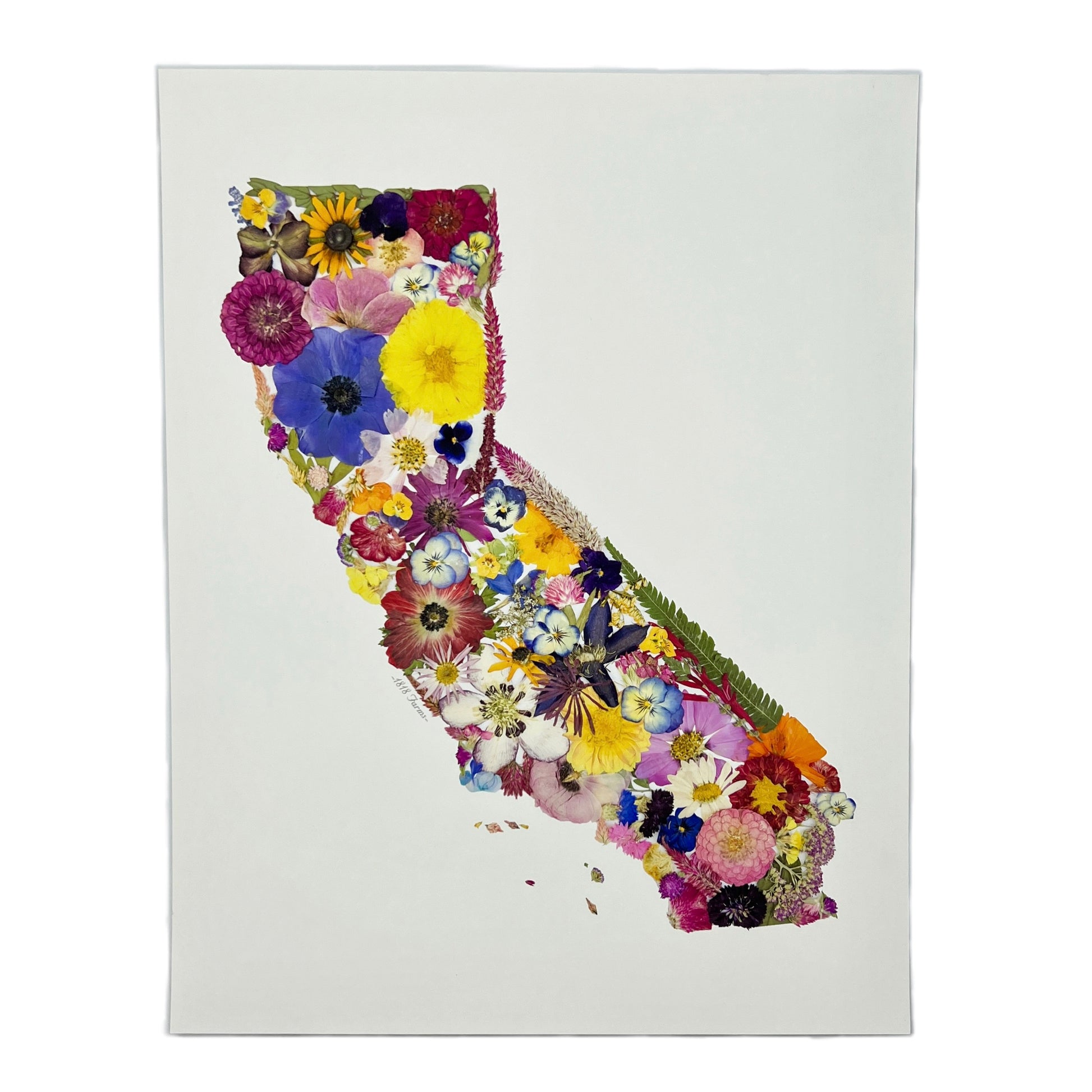 State Themed Giclée Print Featuring Dried, Pressed Flowers - "Where I Bloom" Collection Giclee Art Print 1818 Farms 8"x10" California 