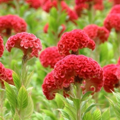 1818 Farms Patriot Garden Plant Collection Flowers 1818 Farms